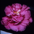 Hyacinth Thurman